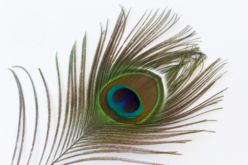 elegant beautiful color eye of peacock feather on white background