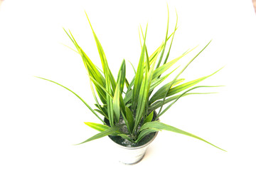 Potted plastic plants and flowers for decorations. Container made of aluminium, plastic, ceramic as well as clay. Plants include Cactus, cacti, beautiful green leaves and red flowers.