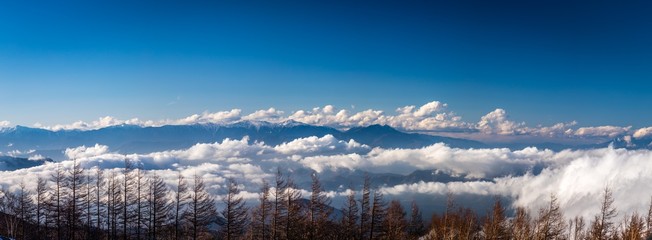 Panorama of yellow pine trees in front of low clouds under a deep blue sky