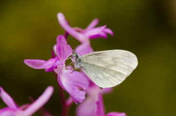Leptidea sinapis, wood white butterfly on Lange's Orchid, Orchis langei, Andalusia, Spain.