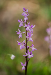 Lange's Orchid, Orchis langei, Orchis mascula subsp. laxifloriformis in flower, Ojen, Andalucia, Spain