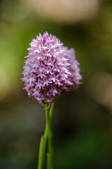 Pyramidal orchid, Anacamptis pyramidalis, orchis, wild orchids, Andalusia, Spain