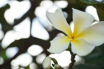 white frangipani flower with blurred branch.