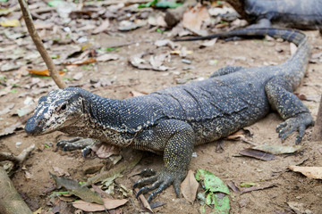 The monitor lizard from Palawan, Philippines