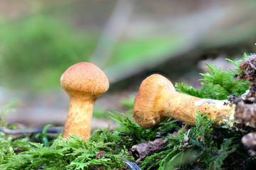 Junge Exemplare des wolligen Risspilzes auf Moos mit unscharfem Hintergrund als Detailaufnahme