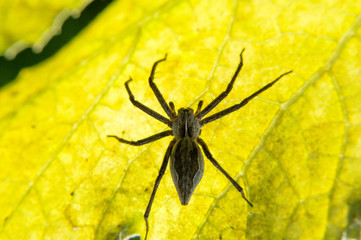 Spider on a yellow leaf in the garden.