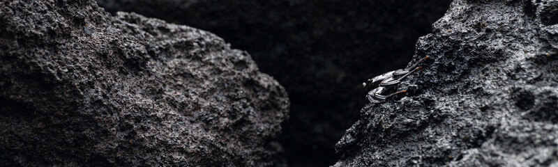 Abstract panorama of the Marbled Rock Crab (Pachygrapsus marmoratus) on the black lava basalt coast rock formations at the east coastline of Sao Miguel Island.