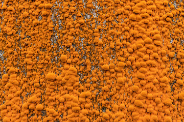 Colorful orange lichen (xanthoria) fouling overgrowing ruins and abandoned buildings in Sao Miguel