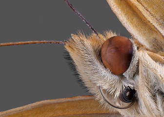 Detailfoto von Saugrüssel und Facettenauge eines Schmetterlings als Studiofoto mit sehr hoher...