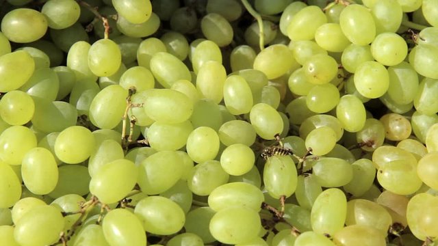 Close up fresh green grapes