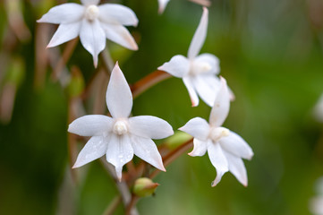 Obraz na płótnie Canvas White Aerangis orchid on a green natural background