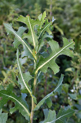 It grows in nature Lactuca serriola