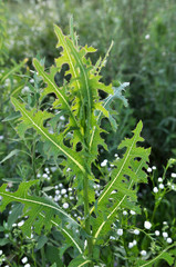 It grows in nature Lactuca serriola
