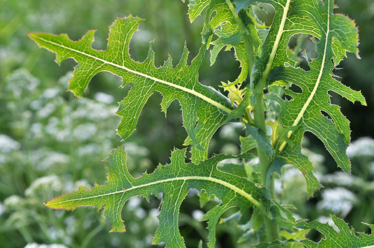 It grows in nature Lactuca serriola