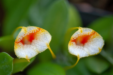 Obraz premium Masdevallia strobelii