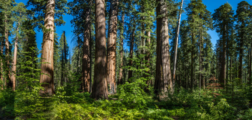 Grand California sequoias with bright blue sky and lush ferns on the forest floor