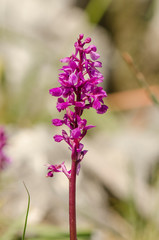 Southern Early Purple Orchid, Orchis olbiensis, Andalusia, Southern Spain.