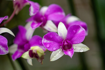 Dendrobium phalaenopsis purple and white orchid