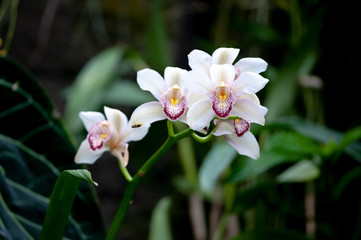 White Cymbidium orchid on a green natural background