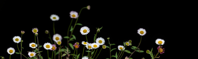 Fototapeta premium Panorama of Karwinsky’s fleabane (Erigeron karvinskianus) flowers against a black background