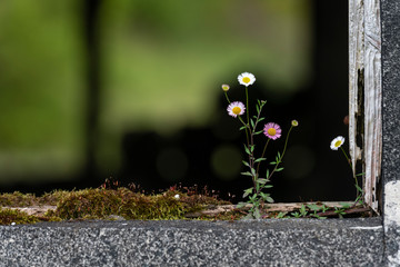 Karwinsky’s fleabane (Erigeron karvinskianus) growing in a window frame of ruins on Sao Miguel island