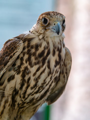 Arabian Falcon bird of prey on display 