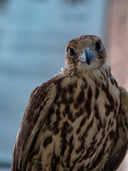 Arabian Falcon bird of prey on display 