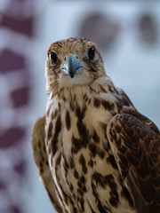 Arabian Falcon bird of prey on display 