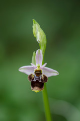 Woodcock orchid , Ophrys scolopax, Andalusia, Southern Spain.