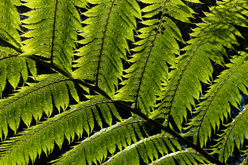 Dicksonia antarctica (soft tree fern, man fern) is a species of evergreen tree fern native to eastern Australia, here invading the vegetation on the Azores Island of San Jorge