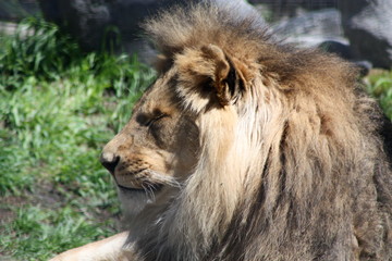 Lion 