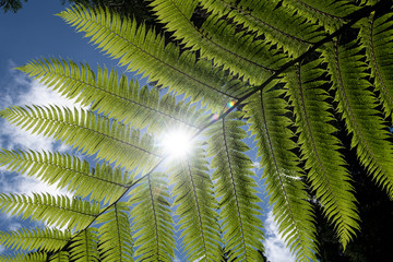 Dicksonia antarctica (soft tree fern, man fern) is a species of evergreen tree fern native to eastern Australia, here invading the vegetation on the Azores Island of San Jorge