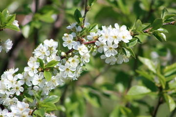White Apple Blossom