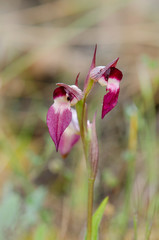 Tongue-orchid, Serapias lingua, wild orchid, Andalusia, Spain.