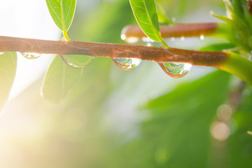 Water drop of tree branch. Drop of dew after the rain with sun light.