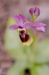 Fototapeta na wymiar Sawfly orchid, Ophrys tenthredinifera, Andalusia, Southern Spain.