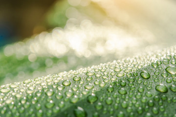 Water drops on banana leaf background with sun light..