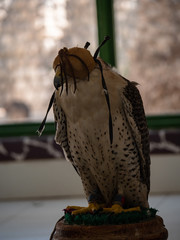 Arabian Falcon bird of prey on display 