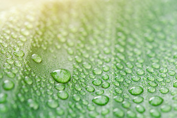 Water drops on banana leaf background with sun light..