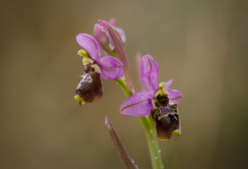 Hybrid Ophrys x peltieri,  Ophrys tenthredinifera x Ophrys Scolopax, Andalusia, Spain.
