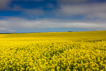 Obraz premium Rapeseed Fields near Whitby