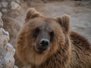 Fototapeta na wymiar Brown bear held in captivity in the middle east