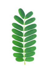 Tamarind leaf isolated on white background with clipping path