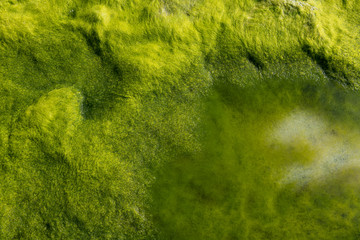 Seeweed and sea algae drying out in abstract patterns on the black basalt lava coast of Ponta do Mistério on ilha Terceira Island in the Azores
