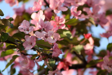 Fototapeta na wymiar Spring Flowers 