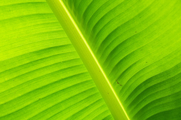 Close Up Banana Leaf, Green Leaf Texture Background