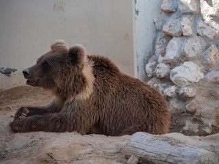 Brown bear held in captivity in the middle east