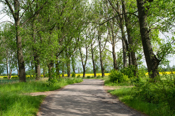 Fototapeta na wymiar Trees along country roads in the Klodzko Valley of Poland