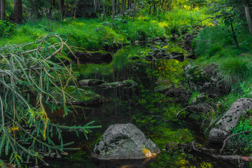 Green Skrivan creek in Krusne mountains in summer nice sunny day