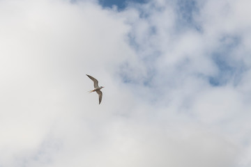 common tern (Sterna hirundo) in flight at Terceira Island, Azores.